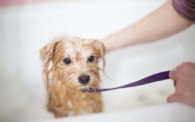 Grooming Tips for Your Pet This Summer