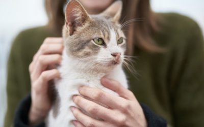 Microchipping Your Pet Can Help You Find Them