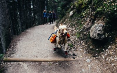 3 Summertime Hiking Safety Tips for Pets