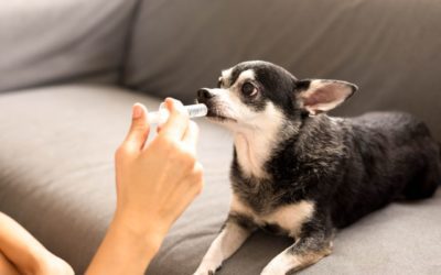 How To Medicate Your Pet