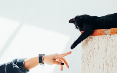 3 Ideas to Enrich Your Cat’s Life