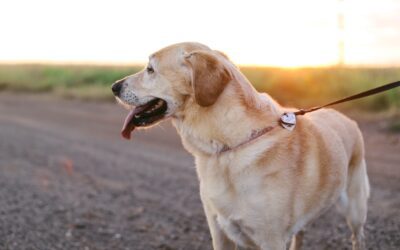 Unlocking the Secrets to Safeguarding Yourself While Walking Your Furry Companion