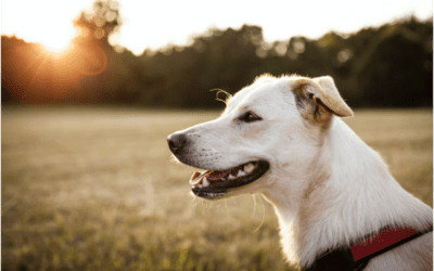 What You Should Know About Heartworm Disease