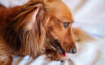 Identifying, Treating, and Preventing Hot Spots in Pets