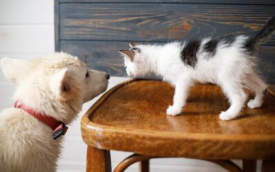 How To Make New Pet Introductions a Success