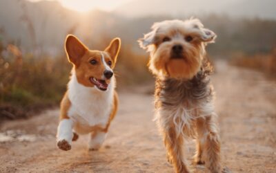 Effective Pet Care Commitments for a Joyful Start to the New Year